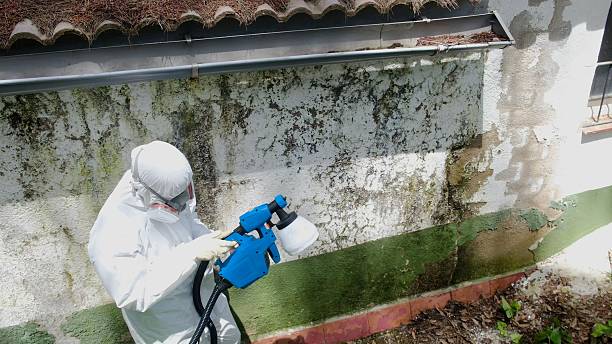 Top rated local Mold Remediation specialists in Dacono, CO